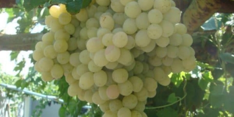 Taifi grožđe - sa ili bez sjemenki, ružičaste kalorije